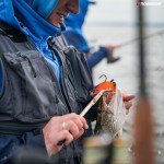 Orange Shiner 4.jpg