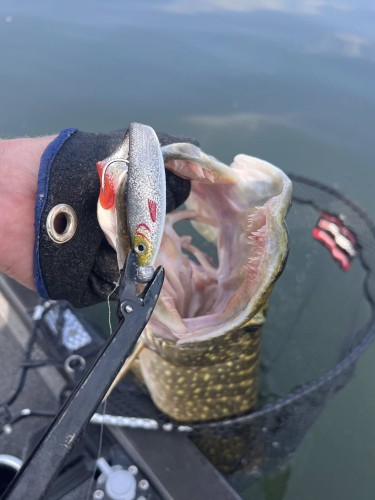 Silver Shiner 3.jpg