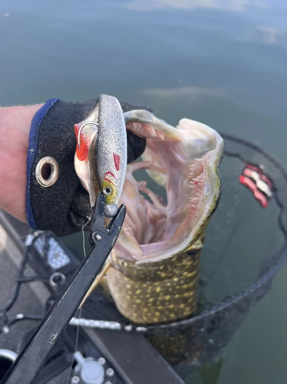 Silver Shiner 3.jpg