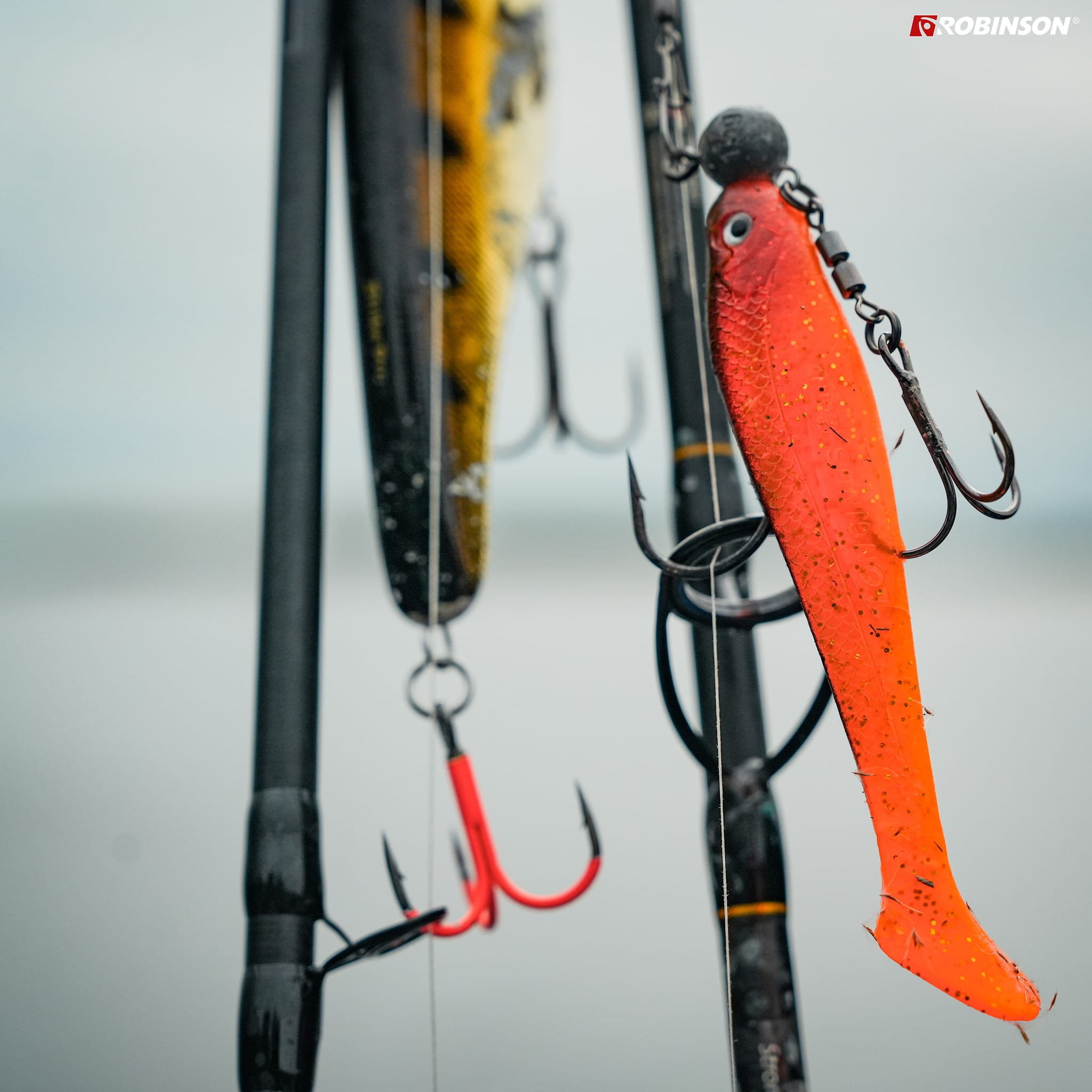 Orange Shiner 3.jpg