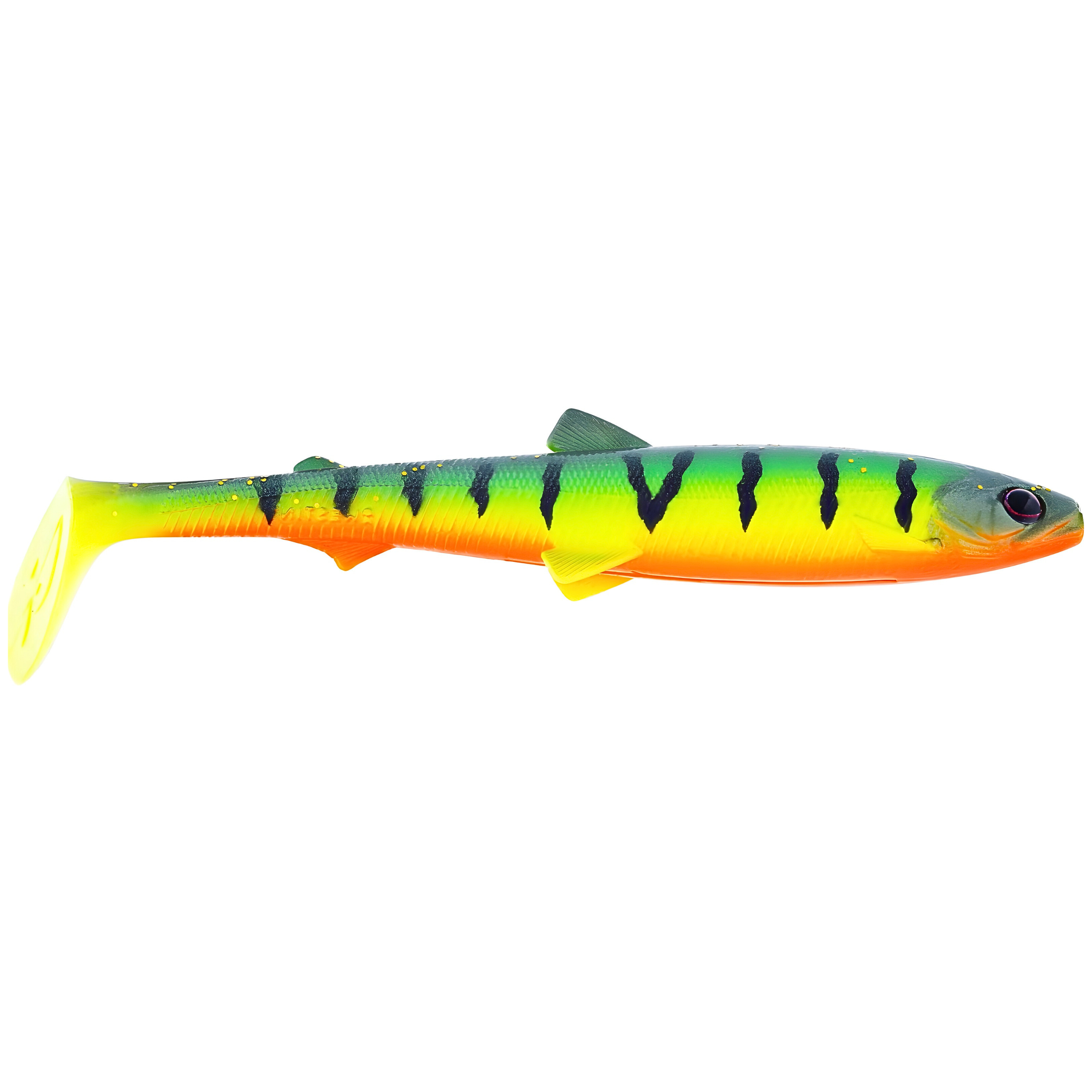 TIGER PERCH 2.png