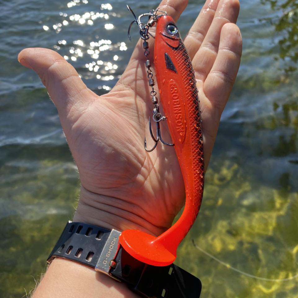 Orange Shiner 3.jpg